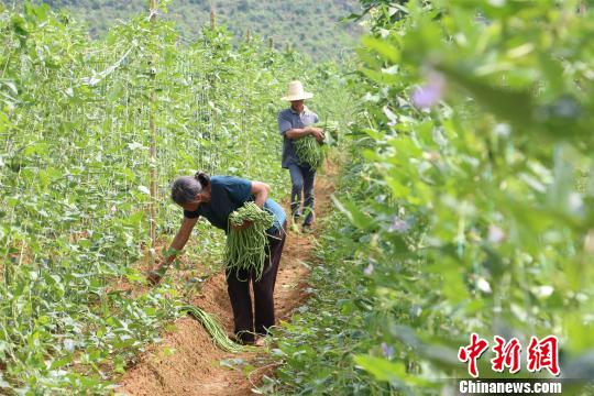 “网红”小吃柳州螺蛳粉热销 带动豆角销路助农民增收