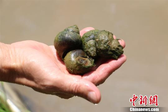 广西农户看重螺蛳粉人气 发展螺蛳养殖助增收